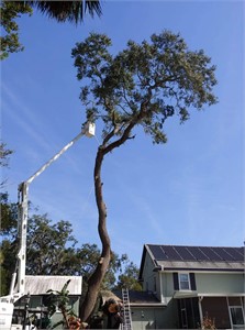 Higher Standards Tree Care: Doubling in Size